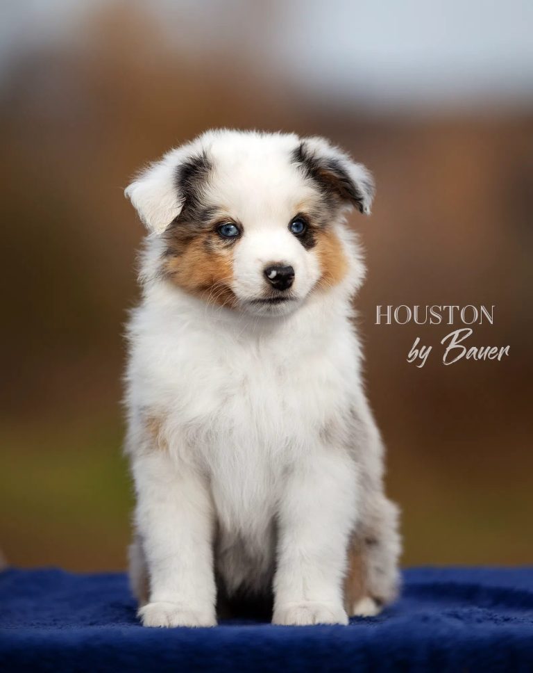 HOUSTON by Bauer ~