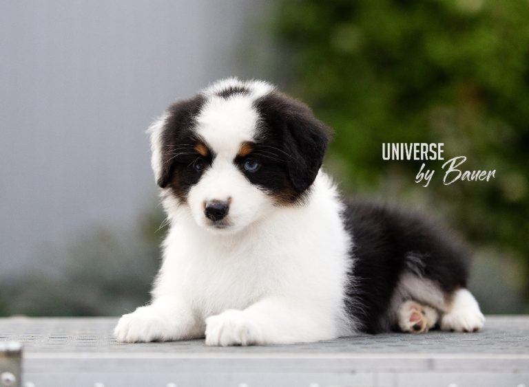 UNIVERSE by Bauer