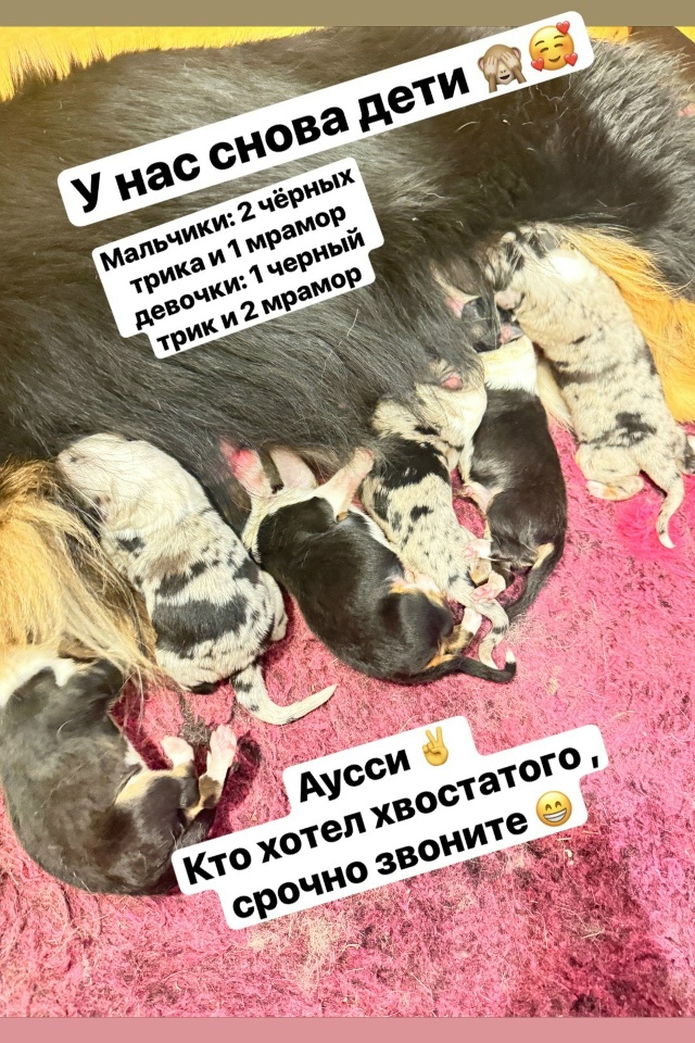 У нас родились аусси 13.10.2026!!!