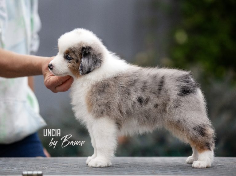 UNCIA by Bauer