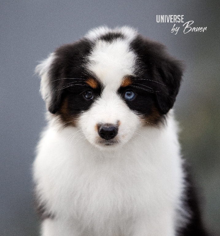 UNIVERSE by Bauer