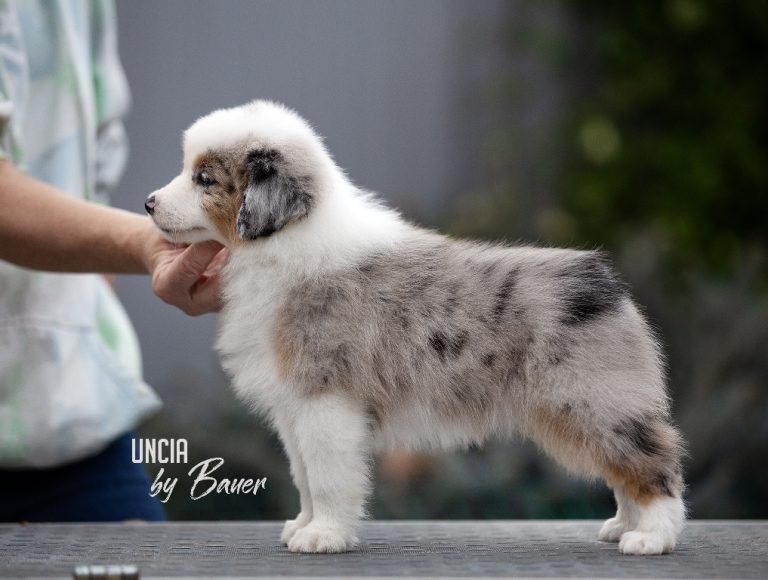 UNCIA by Bauer