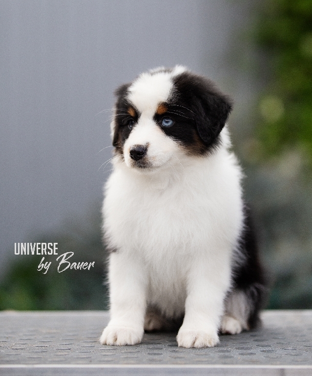 UNIVERSE by Bauer