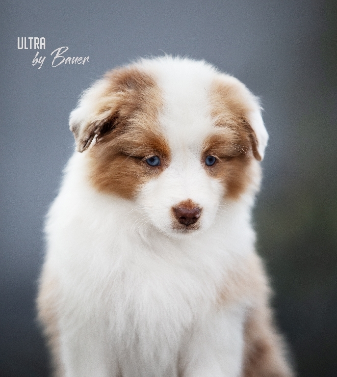 ULTRA by Bauer